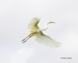 Great-Egret;Egret;Breeding-Plumage;Flight;Ardea-alba;Flying-bird;One-animal;Clos